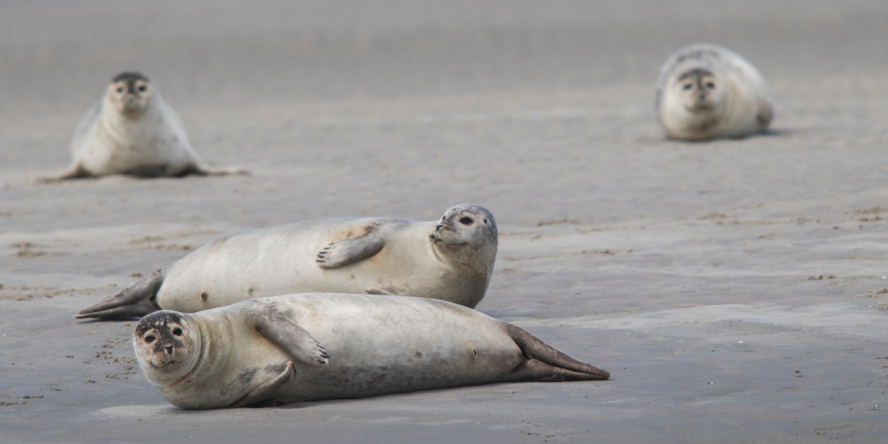 Phoques allongés sur le sable
